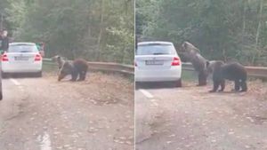 La un pas de tragedie! Un urs a sărit pe mașina unor turiști care voiau să-l fotografieze