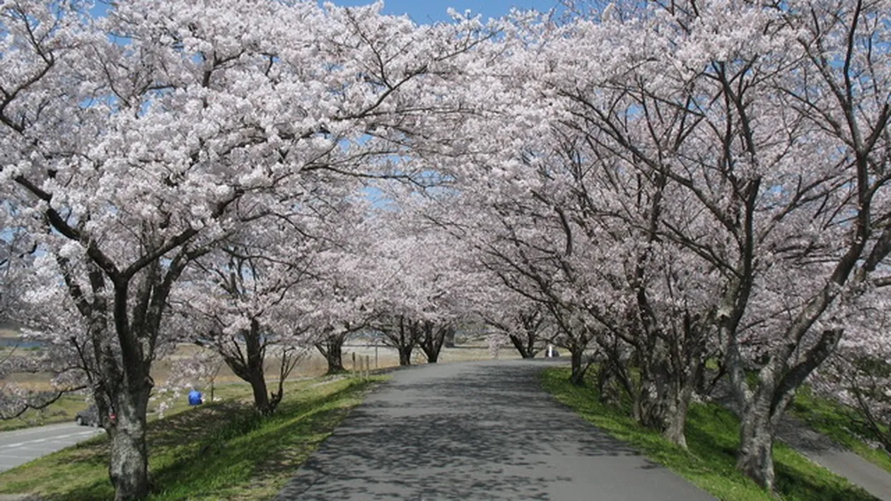 Prognoza meteo pe TREI LUNI! Afla cand vine PRIMAVARA!