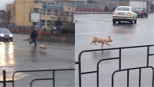 Imaginile virale ale zilei | Un porc aleargă într-un sens giratoriu din Bacău: „În loc să fie tăiat, taie el calea”