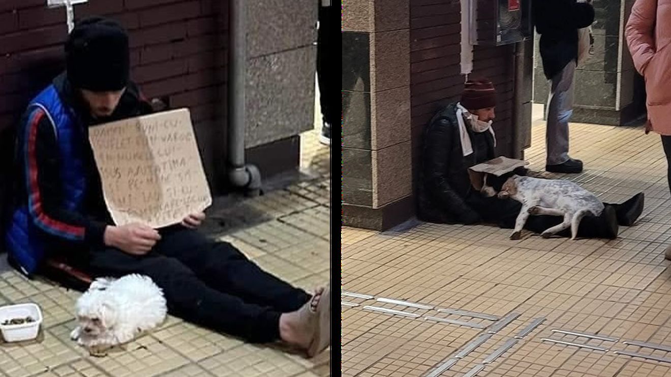 Cum sunt exploatați câinii în București tot mai des și Poliția Română nu face nimic: „Conform legii, el abuzează animale”