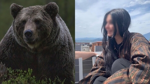 Marcel Ciolacu vrea măsuri după moartea Mariei Diana, ucisă de urs în Bucegi. Se dă sau nu liber la împușcat urși?