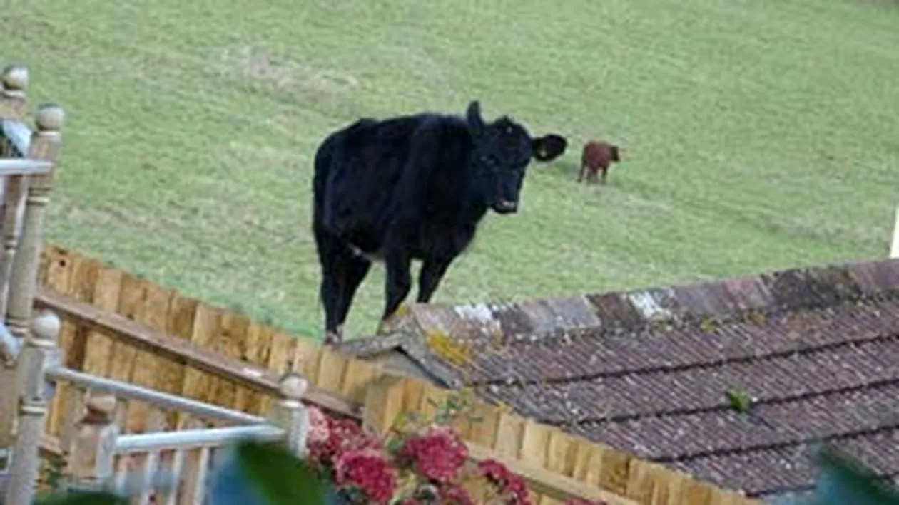 O vaca s-a urcat pe acoperisul unei case