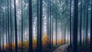 METEO 2 NOIEMBRIE: Vremea se va menţine rece şi se anunţă ploi în anumite regiuni ale ţării
