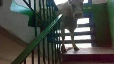 Un apel 112 i-a pus pe polițiști în stare de alertă! Ce-au descoperit la fața locului întrece orice imaginație