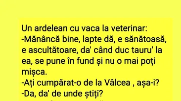 BANC | Un ardelean duce vaca la veterinar