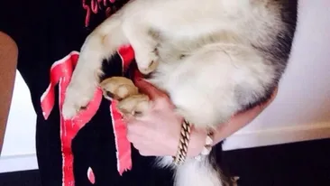 Asta i-ar putea DISTRUGE cariera! Miley Cyrus, insarcinata!? Cea mai nebuna veste: nu stie cine e tatal!