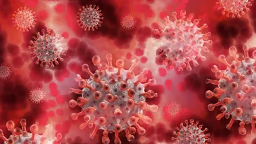 Cum se transmite și ce simptome provoacă Hantavirus, care s-a răspândit pe o crozieră în Atlantic