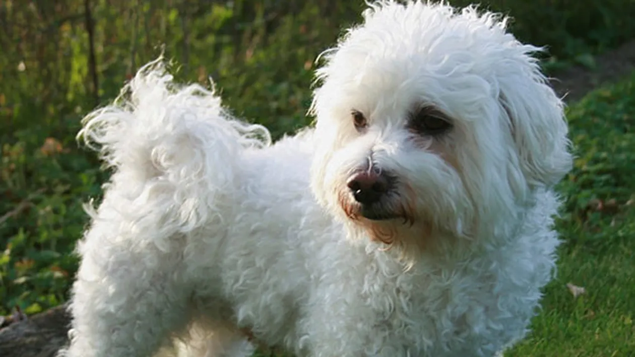 Acest bichon de 10 ani s-a pierdut în Bucureşti! Răspunsul halucinant pe care l-a dat stăpânul când a fost sunat:,,Du-l…‘’