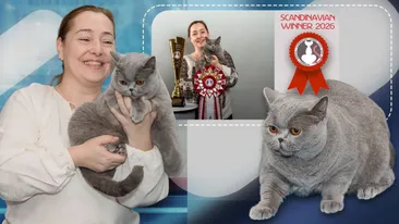 Kira Kiralina, extraordinara pisică supranumită „ursoaica din Bucovina”, cucerește Europa și Scandinavia