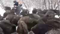 Ce curaj! Cum s-au urcat 200 de porci mistreți pe cel care le dădea de mâncare! VIDEO spctaculos