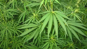 Cultivatori de vise! Sapte persoane au fost retinute pentru trafic de droguri!