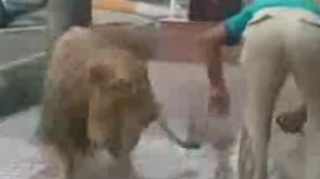 VIDEO VEZI AICI Cum este spalat un leu cu furtunul, in plina strada