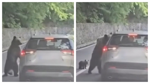 Turist rănit de urs pe Transfăgărășan. Autoritățile au emis Ro‑Alert