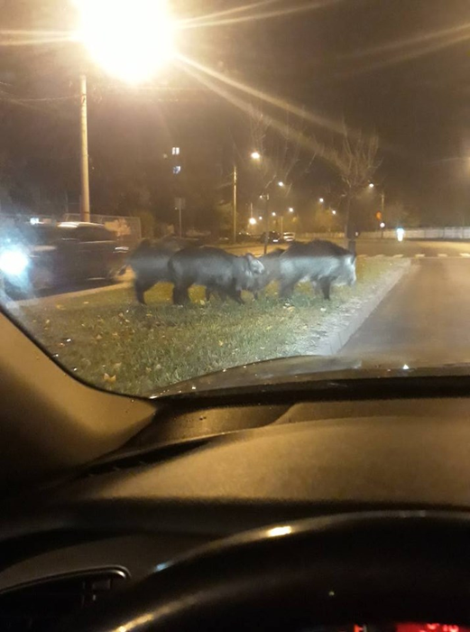Șapte mistreți au ieșit la plimbare pe străzile unui cartier din Craiova