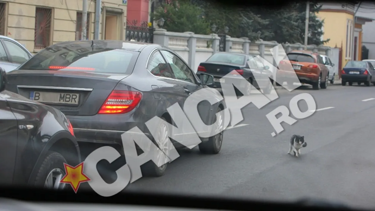 Soferita cu reflexe bune si suflet mare! Iulia Vantur a riscat un accident pentru a salva viata unei pisici! Vezi ce mata i-a dat de furca!