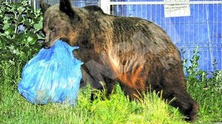 Ursii terorizeaza statiunea Tusnad