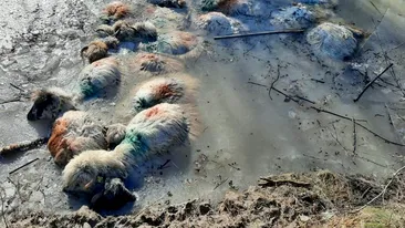 Incident tragic! Peste 100 de oi au fost găsite înghețate pe cursul unei ape! Ciobanul este dat dispărut