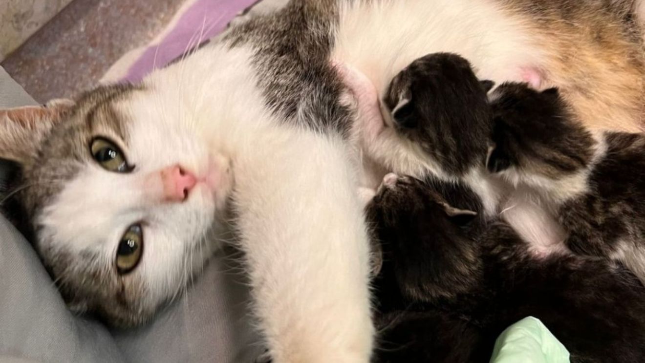 Înduioşător! O pisică a mers singură la spital, ca să îşi nască puii. S-a întâmplat în Iaşi