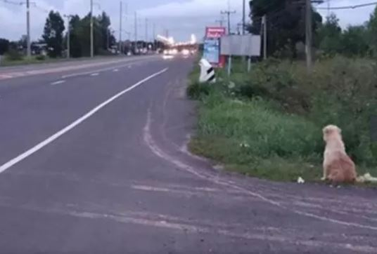 Câțelul pierdut din imagine și-a așteptat stăpânul se se întoarcă, în același loc. De necrezut ce s-a întâmplat după 4 ani