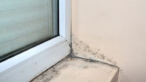 Trucul genial care te ajută să scapi de mucegaiul de la ferestre. Ce trebuie să faci