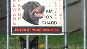 S-a pus de paza in locul unui rotweiller