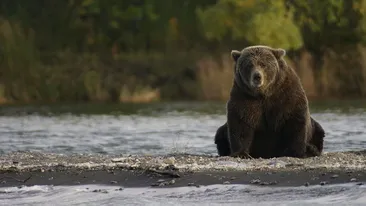 Tânără de 29 de ani, în stare gravă după ce a fost atacată de un urs în Mureș! Femeia se zbate între viață și moarte