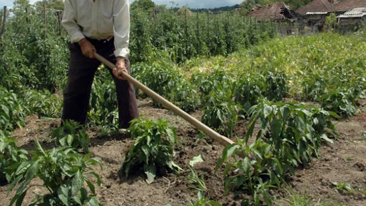 Ce a gasit un botosanean in gradina, in prima zi de Craciun! Au iesit din pamant: Pozele sunt facute de mine cu telefonul