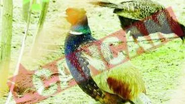 Primarul din Gura Foii are parc Zoo in curte Hobby.