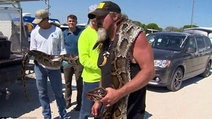 A capturat un piton de 5,2 metri şi 59 kg! Au fost şocaţi când l-au tăiat şi au văzut ce se află în stomacul lui