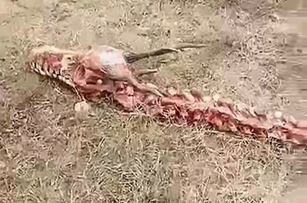 Au găsit un schelet ciudat şi au fost şocaţi, iar în imagini se poate vedea clar că e vorba de o creatură uriaşă: „Chiar există!”