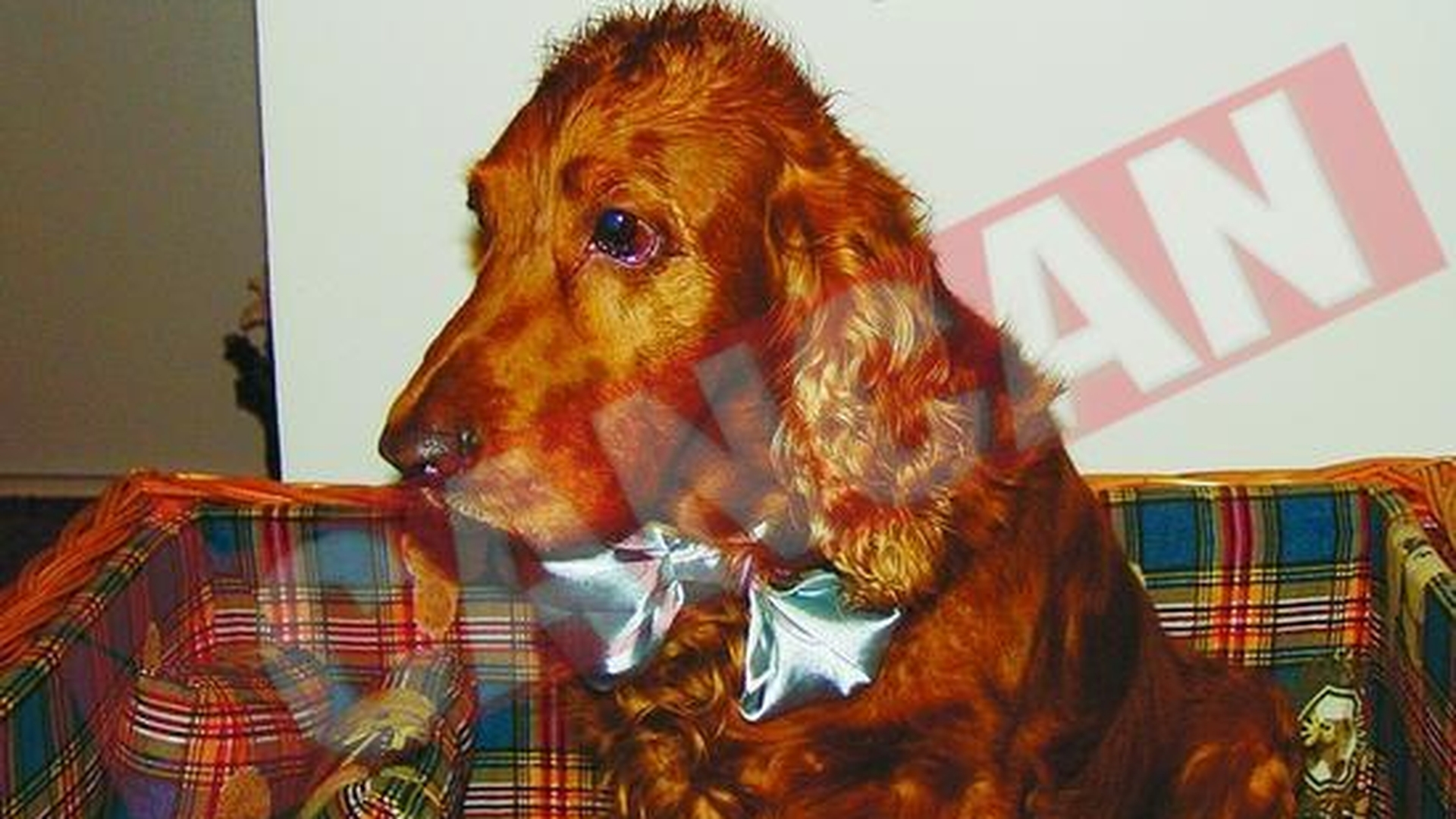CANCAN iti face animalutul de companie vedeta!