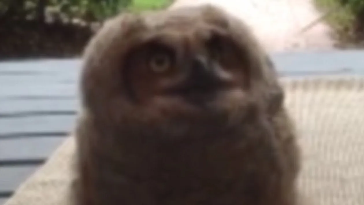 S-a trezit dimineata si a deschis usa! Ce a gasit pe pres o sa tina minte toata viata! Se misca de pe un picior pe altul