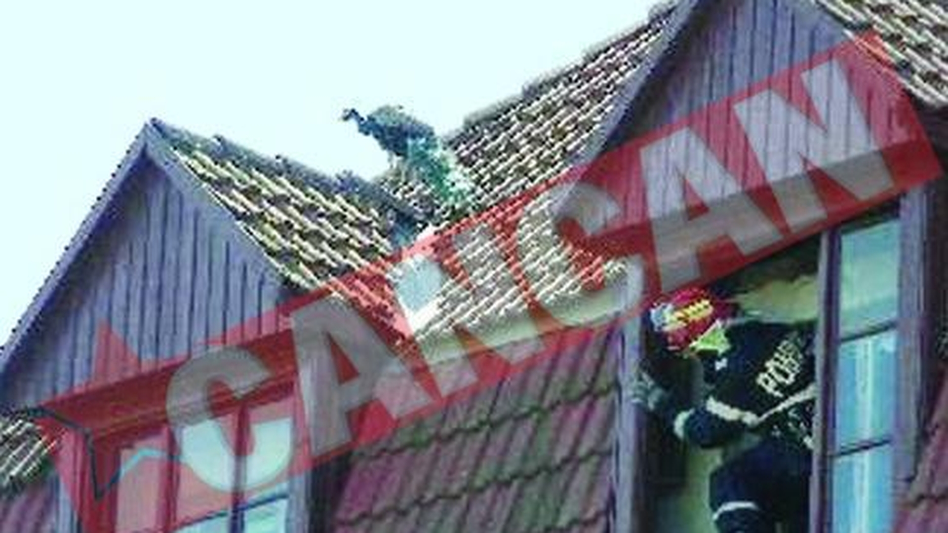 Paunul Sarshu i-a fugarit pe pompierii timisoreni