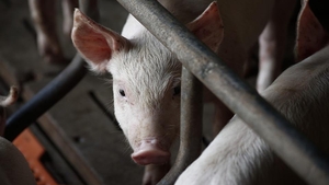 România, țara cu cele mai multe focare de pestă porcină din Europa