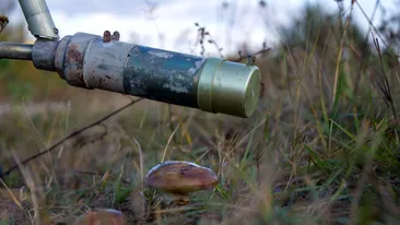 Ciuperca misterioasă de la Cernobîl care se hrănește cu radiații. Ce este și cum ar putea fi folosită în beneficiul oamenilor