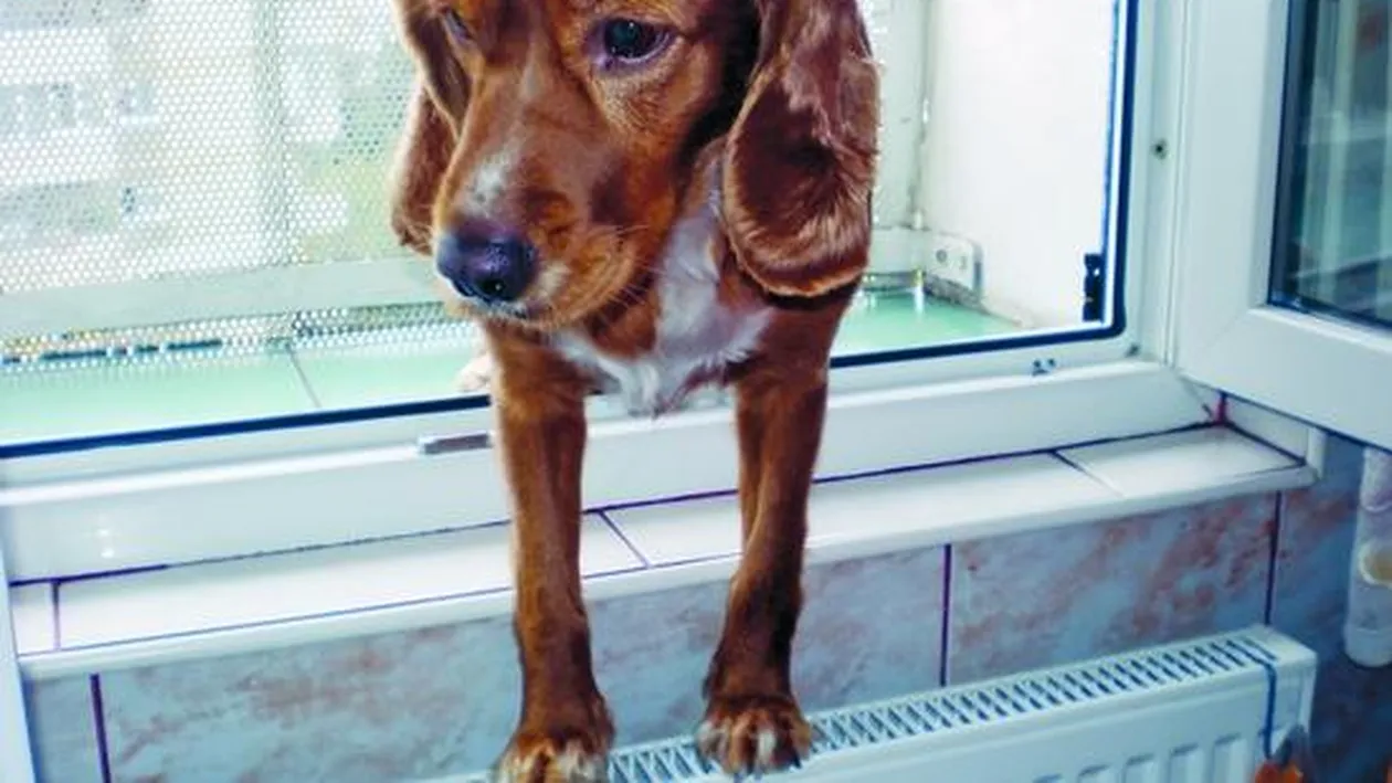 Aky, Bella si Speed, concurenti la Cel mai batran caine