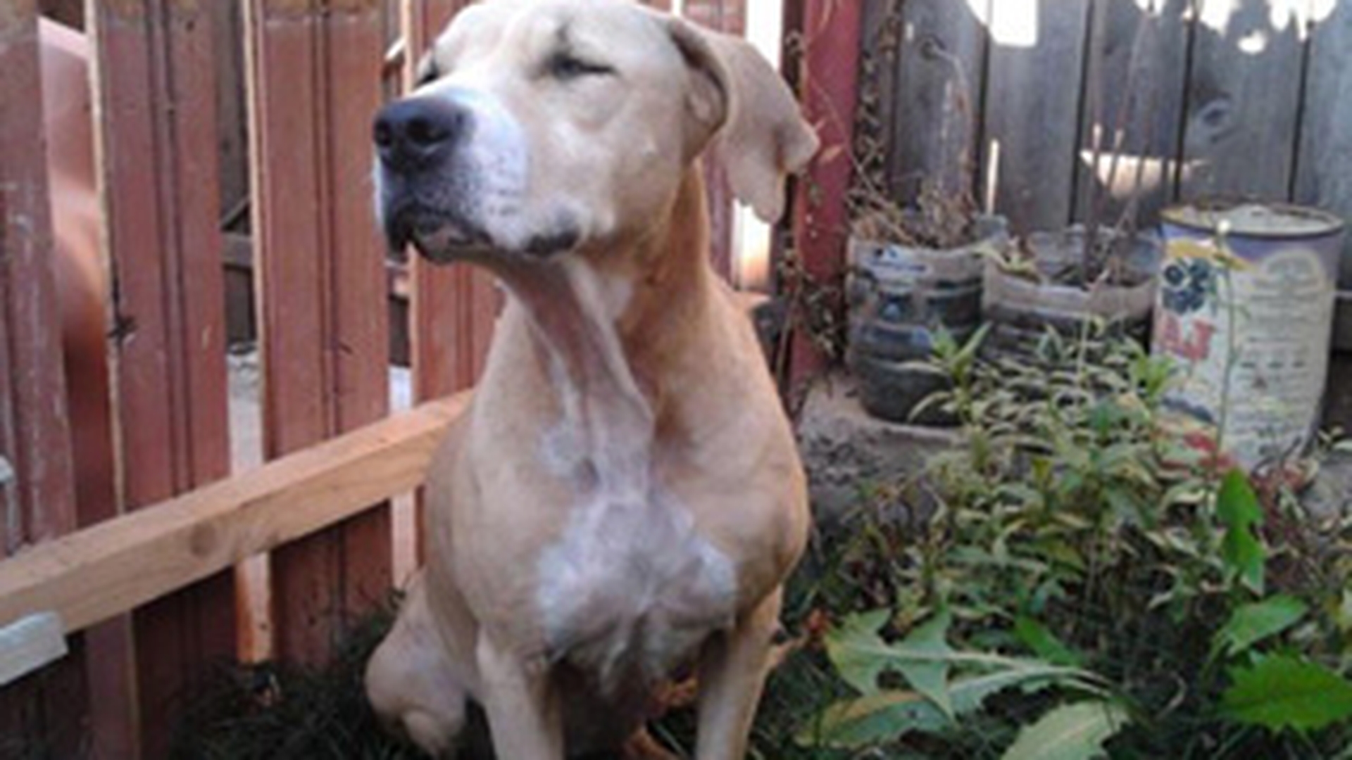 Esti iubitor de animale? Citeste aici o poveste emotionanta