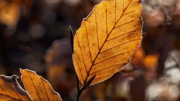 Meteo 26 septembrie. Prima brumă din această toamnă. Temperaturile scad
