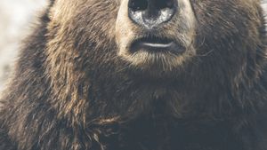 Incredibil! A crezut că și-a luat un câine, dar a avut parte de surpriza vieții. Ce animal era de fapt