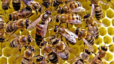 Un bărbat din Vaslui a ajuns în stare gravă la spital, după ce a fost înțepat de mai multe albine