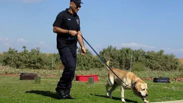 Armata germană antrenează câini pentru a detecta persoanele infectate cu coronavirus