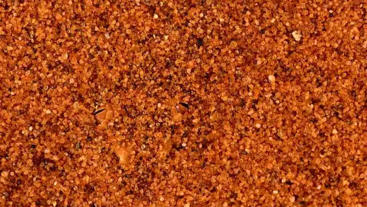 Iluzie optică virală | Unde este șarpele? Geniile îl pot găsi în doar 5 secunde