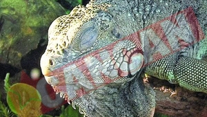 Expozitie de reptile vii