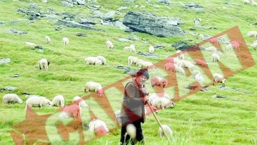 Ciobanii invata din carti cum sa-si creasca oile