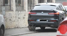 Galerie foto - poza 2