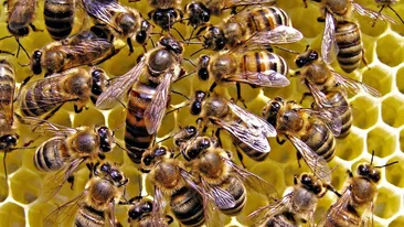 Miracol la Catedrala Notre Dame! Albinele din acoperișul catedralei au supraviețuit incendiului: ”Am crezut că cei trei stupi au ars”