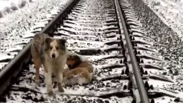 Moment extrem de emoţionant. Un căţel şi-a ocrotit sora blocată între şinele de cale ferată, timp de două zile. Vezi cum a făcut asta!