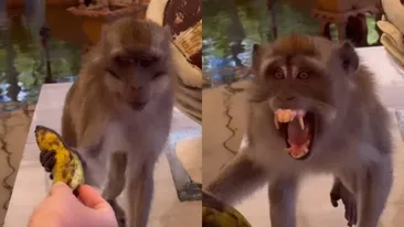 Flick, tâlhărit de o maimuță. Vacanță cu peripeții pentru Domnul Rimă și Denisa Filcea: ”Nu era deloc liniștită”