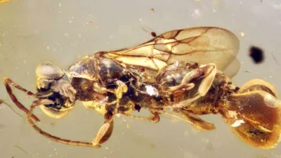 Creatură „dincolo de imaginație”, descoperită în chihlimbar