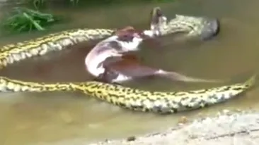 VIDEO / Momente uluitoare! Un câine este prins de un anaconda uriaș, băgat la fundul apei, dar este salvat de niște oameni